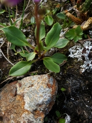 Primula frigida