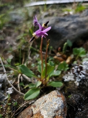 Primula frigida