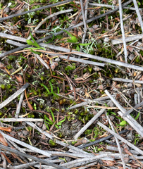 Phylloglossum drummondii