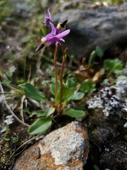 Primula frigida