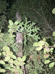 Anthurium clavigerum