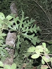 Anthurium clavigerum