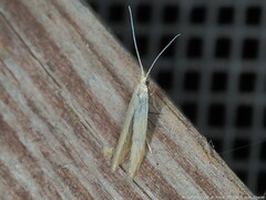 Coleophora rupestrella
