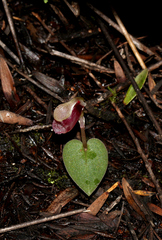 Corybas rotundifolius
