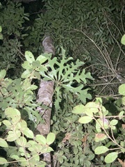 Anthurium clavigerum