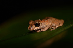 Pristimantis ockendeni