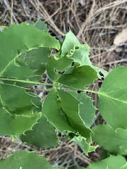 Aceria caliberberis