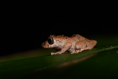 Pristimantis ockendeni
