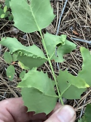Aceria caliberberis