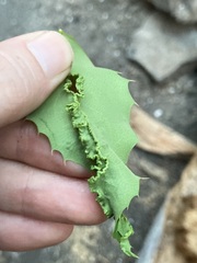 Aceria caliberberis