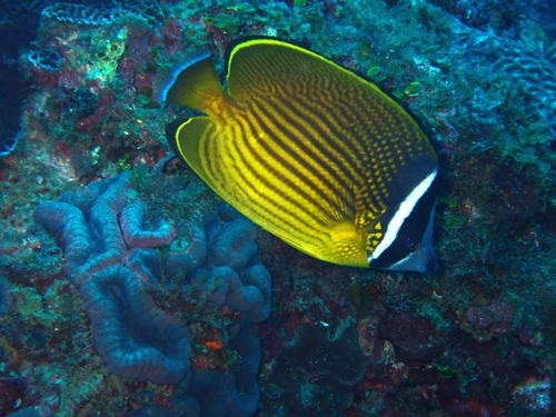 Oriental butterflyfish (Chaetodon auripes) — Chaetodontidae — 4
