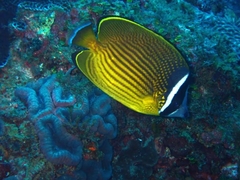 Chaetodon auripes