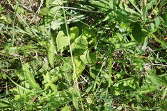 Primula veris macrocalyx