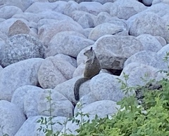 Otospermophilus beecheyi