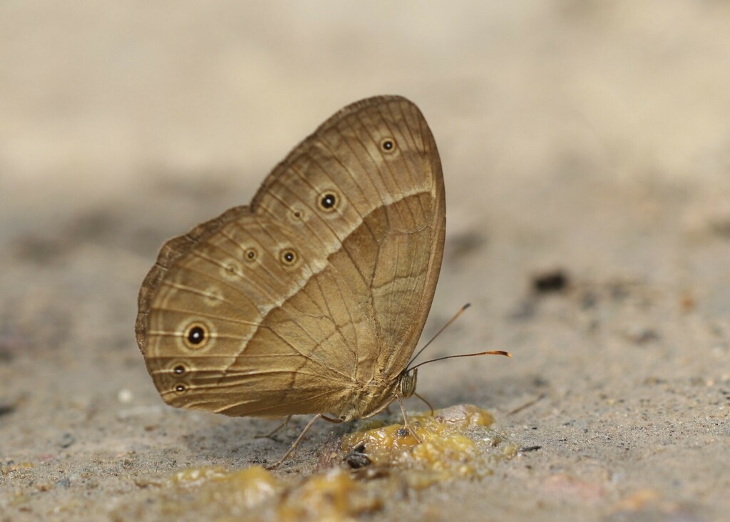 Uniform Bush Brown