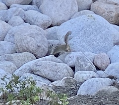 Otospermophilus beecheyi