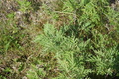 Artemisia gmelinii