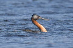 Podiceps major