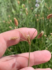 Fimbristylis thermalis