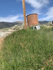 Fimbristylis thermalis