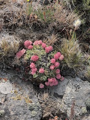 Eriogonum ovalifolium rubidum