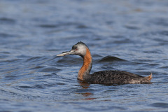 Podiceps major