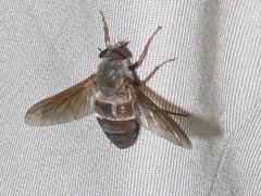 Esenbeckia delta