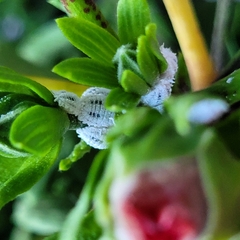 Phenacoccus solenopsis