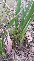 Dianella brevipedunculata