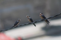 Hirundo rustica