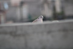 Streptopelia decaocto