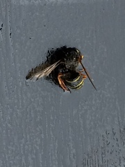 Dolichovespula norvegicoides