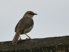 Cisticola anonymus