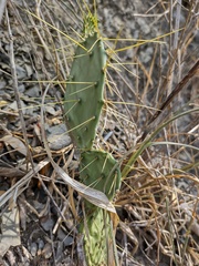 Opuntia cacanapa