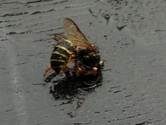 Dolichovespula norvegicoides