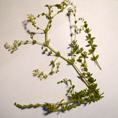 Galium asprellum