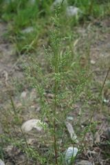 Artemisia commutata