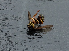 Dolichovespula norvegicoides