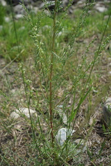 Artemisia commutata