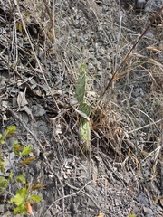 Opuntia cacanapa