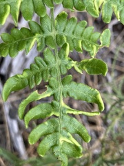 Eriophyes helicantyx