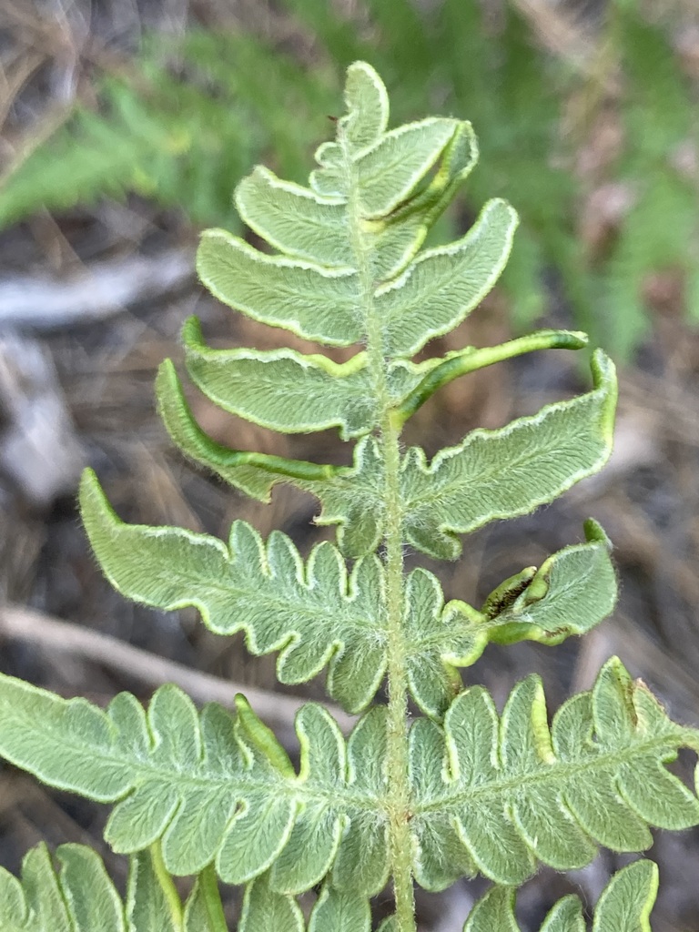 Eriophyes helicantyx