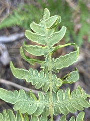 Eriophyes helicantyx