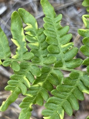 Eriophyes helicantyx
