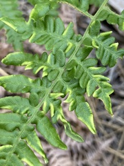 Eriophyes helicantyx