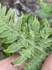 Eriophyes helicantyx