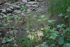 Petasites radiatus