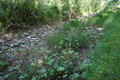 Petasites radiatus