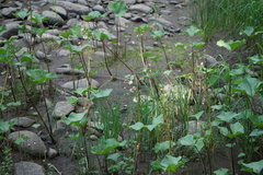Petasites radiatus