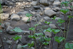 Petasites radiatus